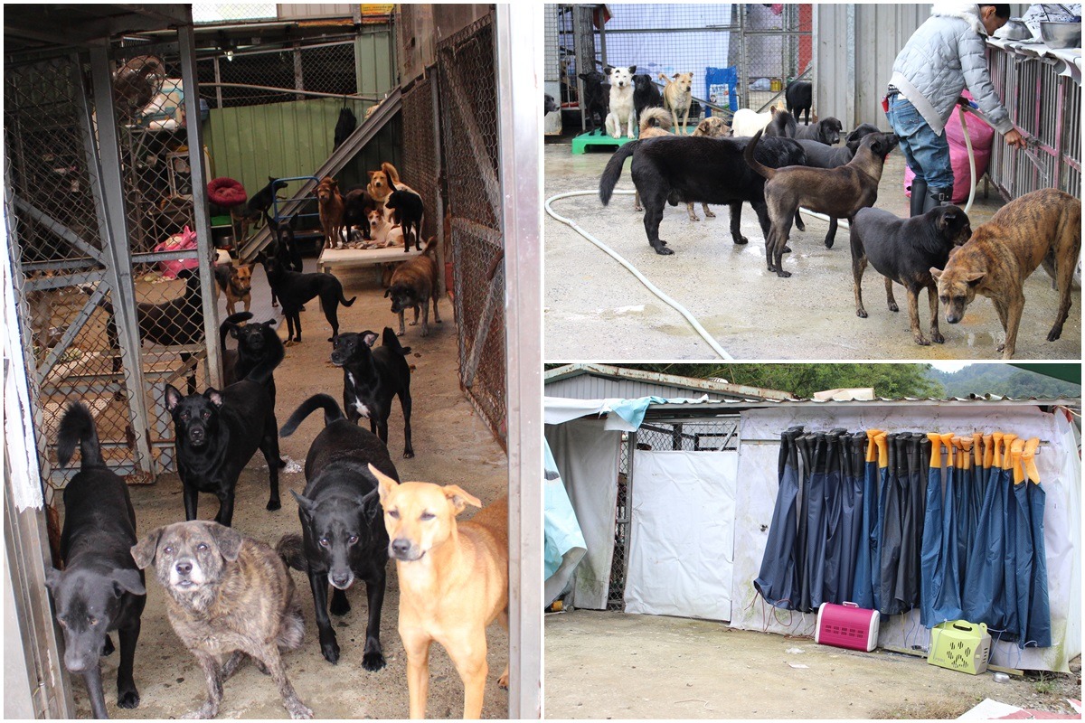 張媽媽流浪動物之家平時只有張媽媽與妹妹（右上）兩人打理，週末則是會有志工前來幫忙，張媽媽還準備了一排青蛙裝給志工使用，否則狗兒們實在是太熱情了！ 李娉婷/攝