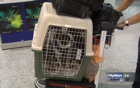 逃過一劫的辛巴跟主人回家。　新聞截圖