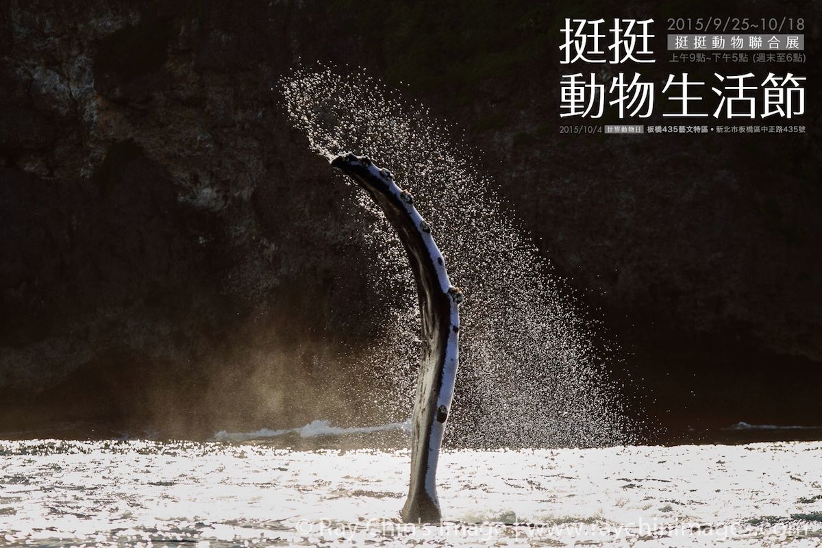 挺挺動物聯合展策展人劉偉蘋表示，在金磊的作品中，能夠看見鯨豚的生命力。 取自金磊臉書