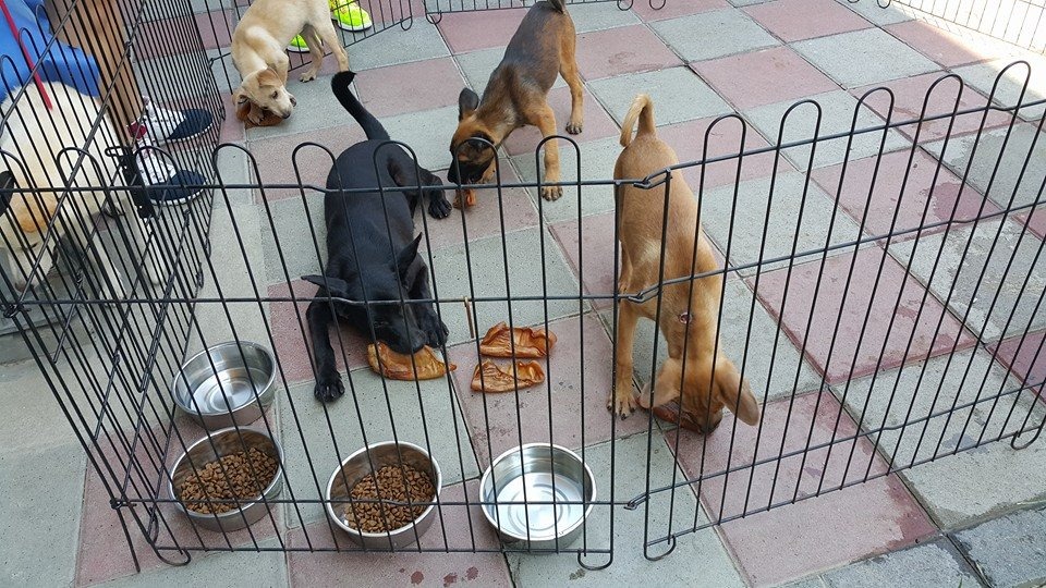 張媽媽近兩週收到民眾通報，帶回了3隻在路上遊蕩的品種棄犬。　　取自張媽媽流浪動物之家專頁