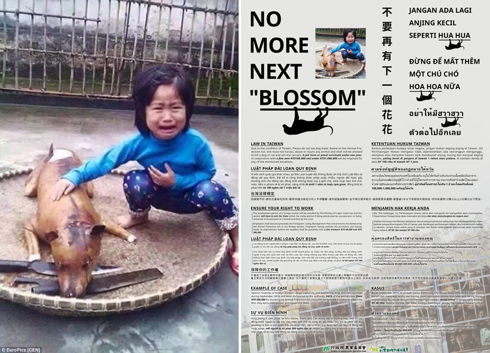 以越南女童發現愛犬被宰殺烹煮的照片為主視覺，台灣動物平權促進會印製含有越南、泰國、印尼、菲律賓4國語言的海報。　取自台灣動物平權促進會臉書