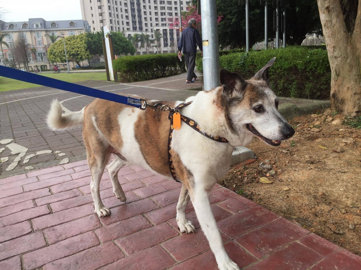 有了新生活的小花，看起來相當精神。　阿怪/提供