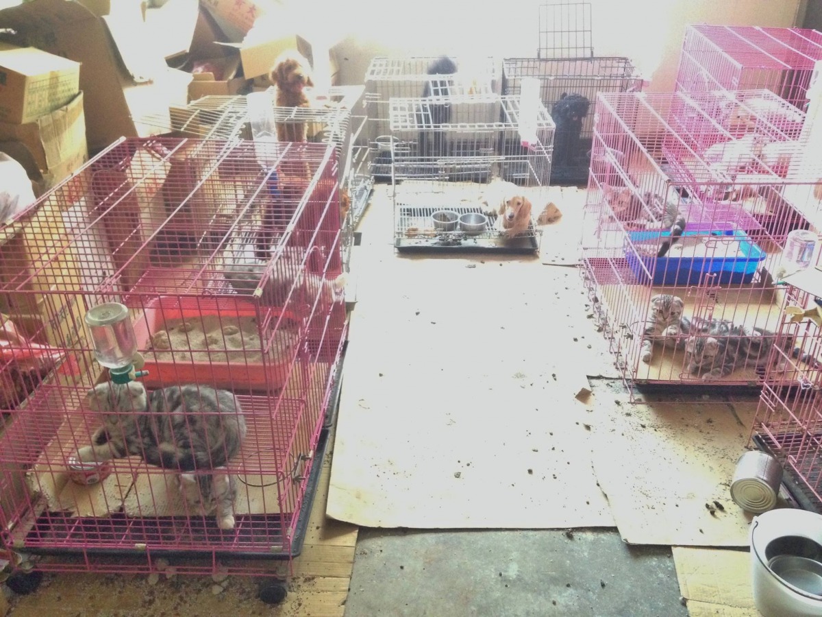 2015年9月的查核中，動物罹患皮膚病狀況嚴重，多數狗兒未給予飲水，貓則有嚴重角膜水腫、視力受損等狀況，飼養空間除了過小外，還滿佈蜘蛛網、雜物及陳年糞便。　取自桃園市動保處