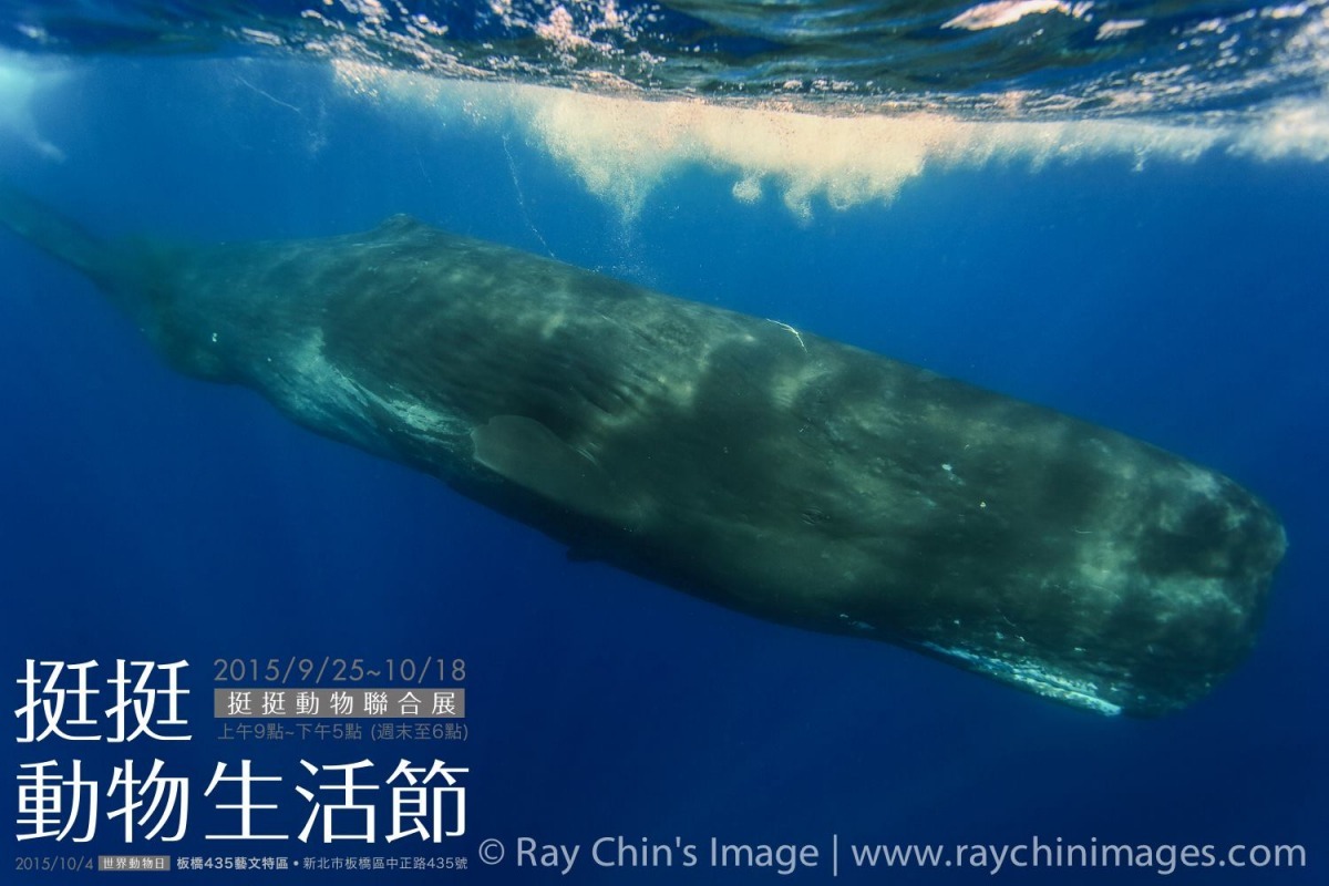 板橋435藝文特區現正舉辦「挺挺動物聯合展」，展出攝影師金磊拍攝鯨豚14年所累積的精選作品。　取自金磊臉書
