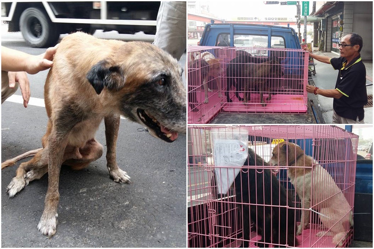 除了遊蕩犬隻外，徐春水流浪動物之家另外帶回蘇進財狗園1隻後癱狗，給予醫療照顧。　取自徐春水臉書