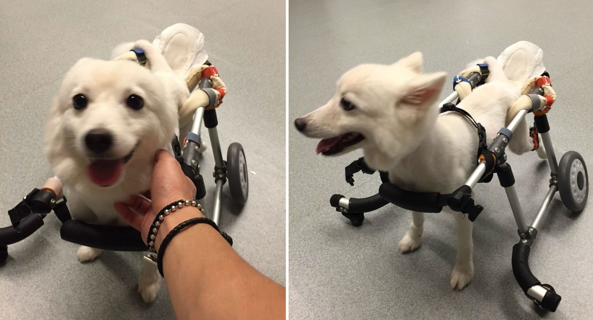 小雨每2週會到台灣諾亞方舟動物同樂協會寄宿一次，讓中途家庭有喘息的時間。　台灣諾亞方舟動物同樂協會/提供