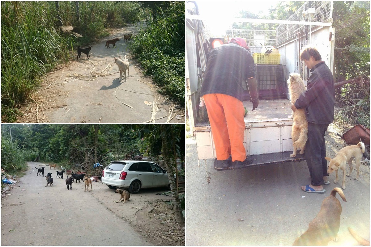 上週雲林縣動植物防疫所取得蘇進財同意，針對狗園外遊蕩犬隻進行捕捉，抓到26隻，但仍有10多隻遊蕩於登山步道。　雲林縣動植物防疫所/提供