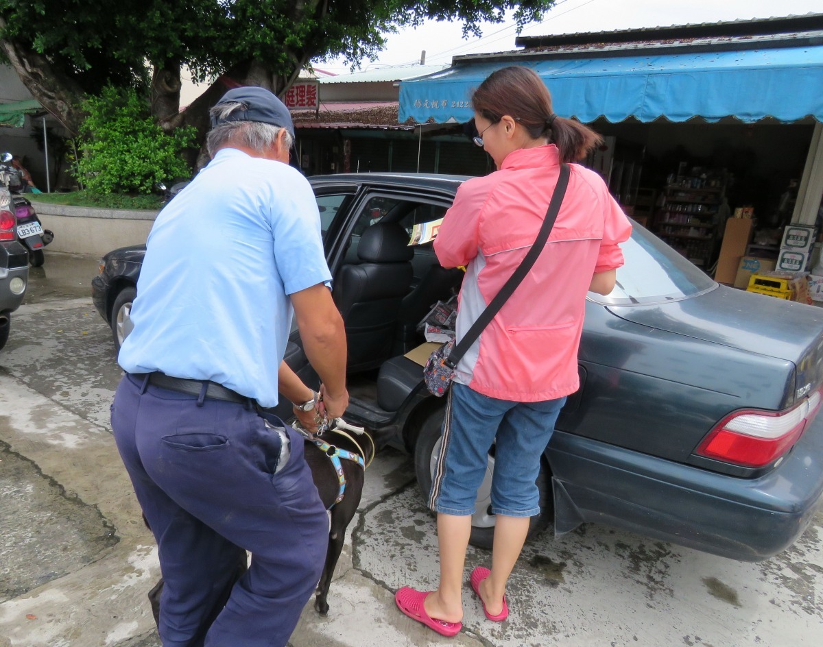 飼主最好以汽車載運犬貓前往施作絕育手術。　蕭士塔/攝