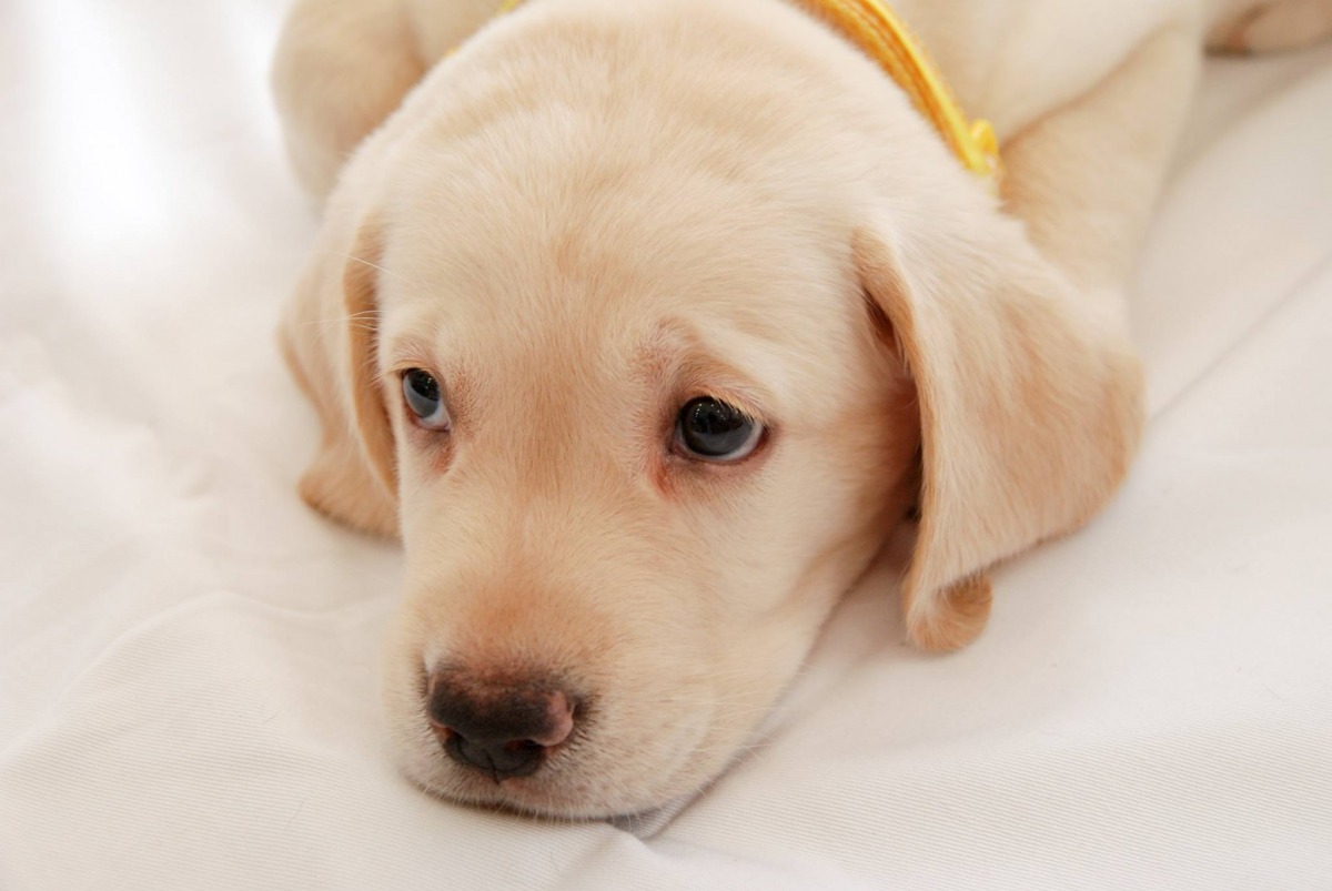 台灣導盲犬協會今日發表聲明,解釋事件始末。 取自Taiwan Guide Dog Association