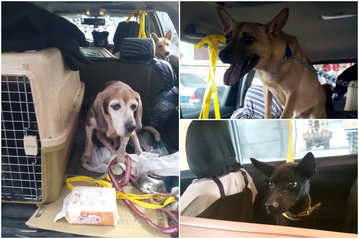 猜猜畫面中有幾隻狗兒？在七人坐的車中，尤司機最多曾一次載10隻米克斯。　尤河清/提供