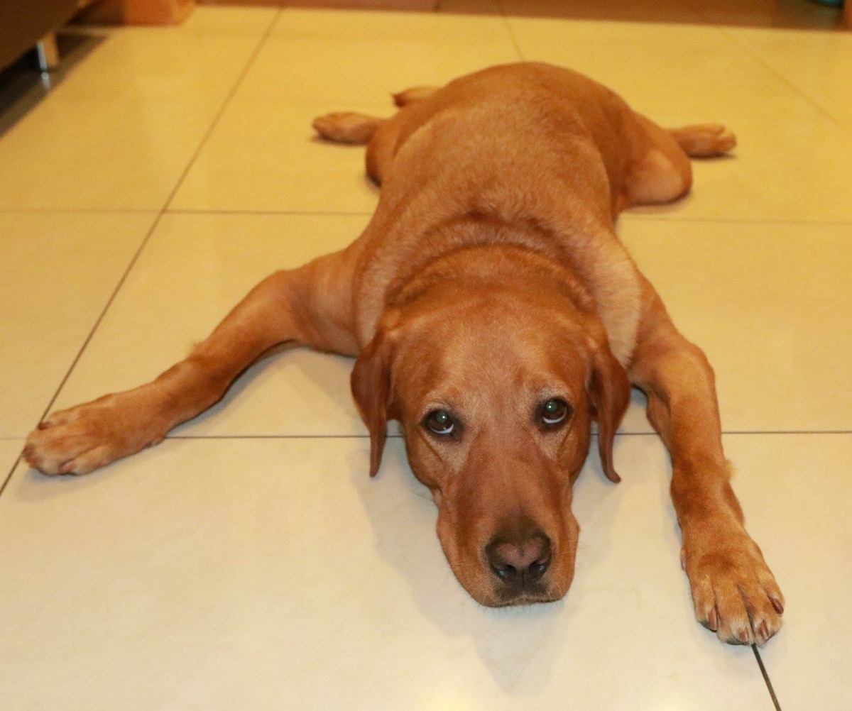 受訓中的導盲犬轉職緝毒犬?可行嗎? 取自Guide Dog Toffee(太妃)專頁