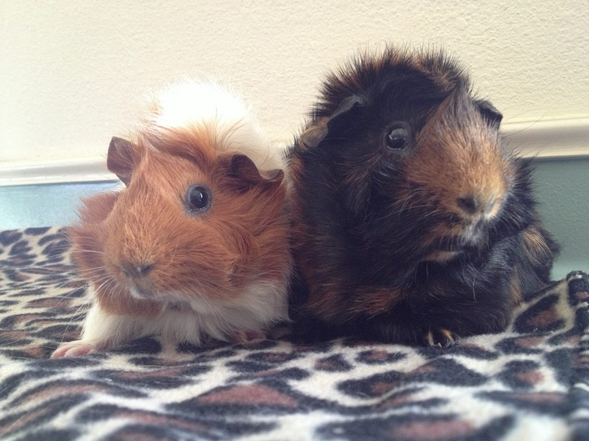 艾絲黛拉（左）和皮普（右）一同被動物庇護所收容，艾絲黛拉的脊椎被人暴力地抓斷了。　取自Harvest Home Animal Sanctuary