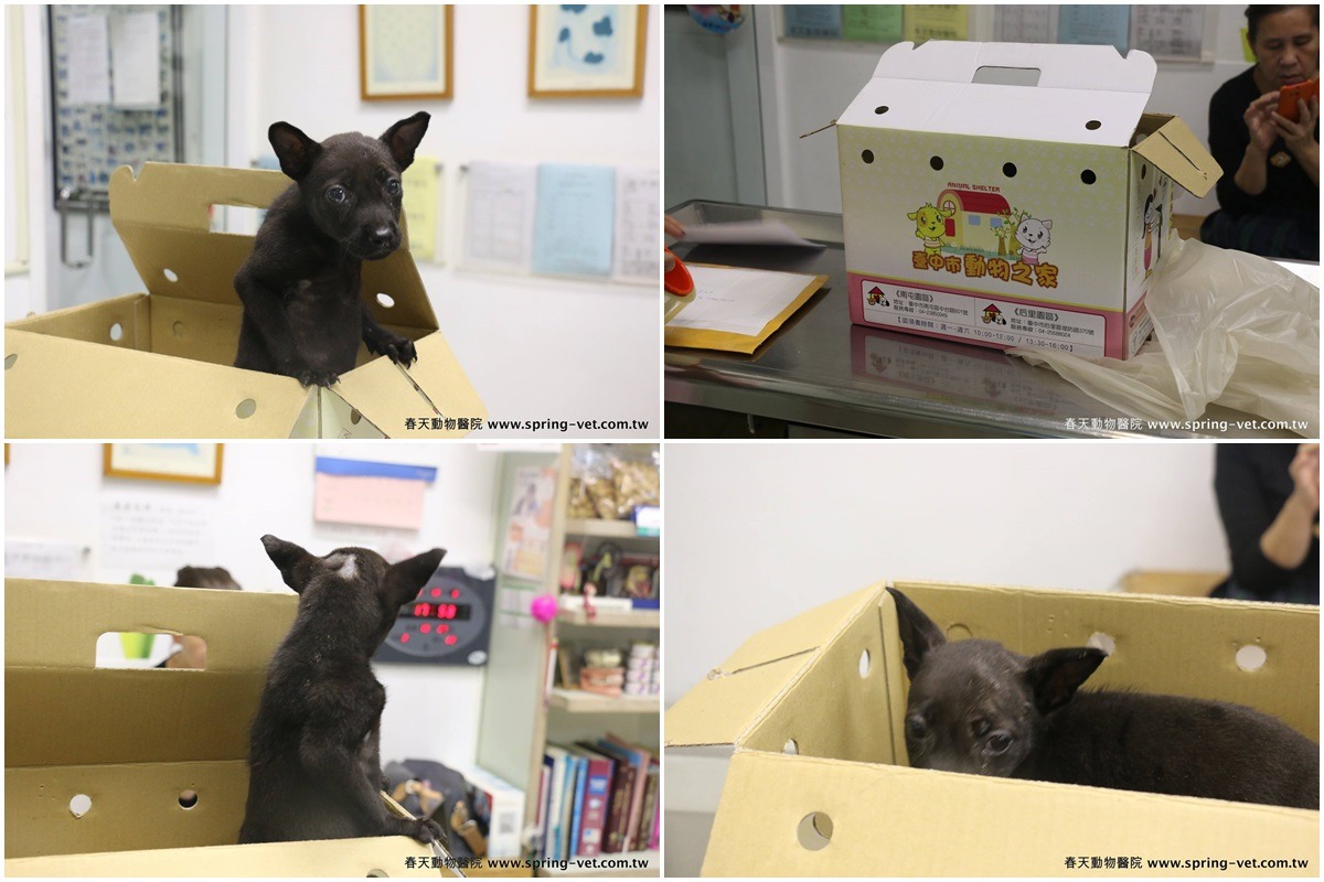 小黑狗才剛被領養就被棄置東海大學外。 台灣動物新聞網資料照(林棠棣/攝)