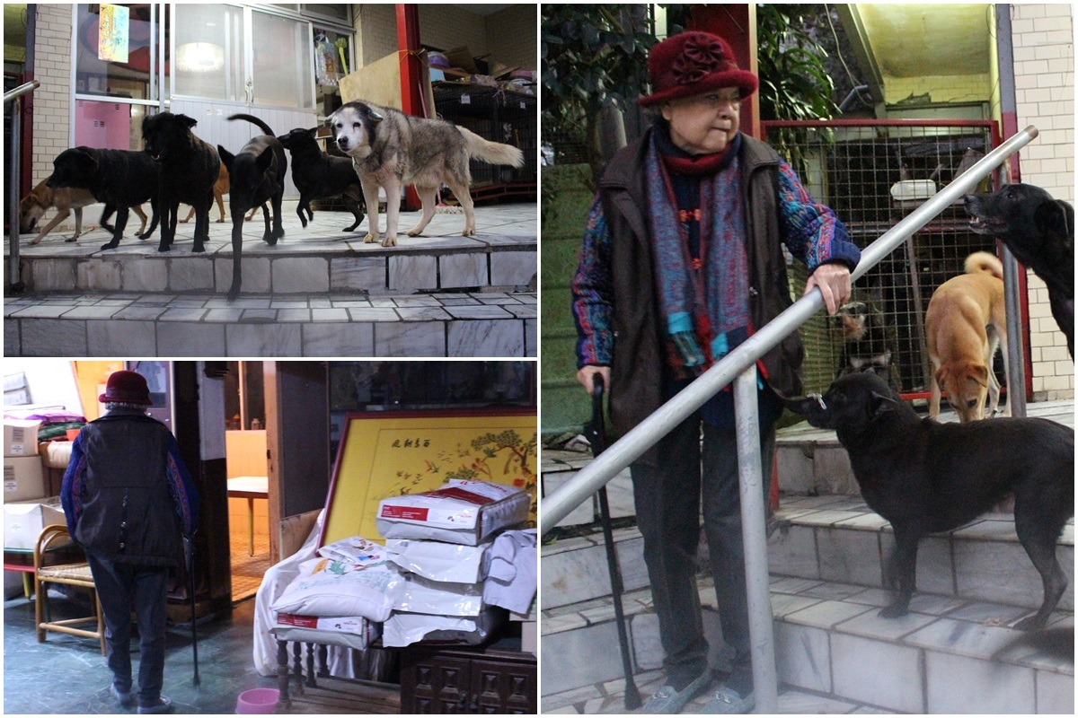 狗兒們則是在庭院分隔飼養、家中也到處疊滿飼料，2個月沒回家的張奶奶緩慢地爬著樓梯。　李娉婷/攝