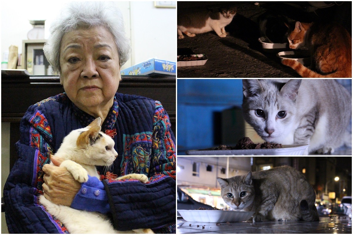 張奶奶帶飼養的貓咪「小白」看醫生時，向獸醫師求助。張奶奶每天清晨3到6點間餵貓，15年來不間斷，但最近她的身體狀況越來越差……　李娉婷/攝