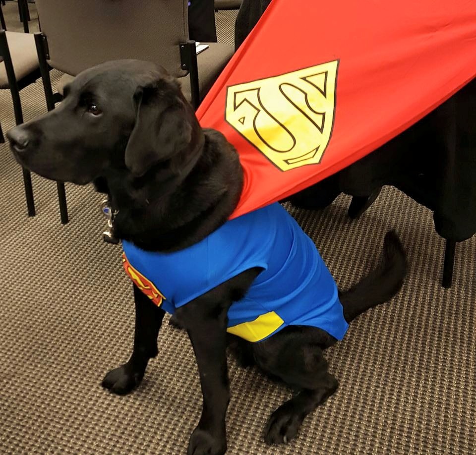 黑拉不拉多「巴斯特」在約克郡服務多年,臉書上已經擁有不少粉絲。 取自Buster the Treatment Court Dog 臉書專頁