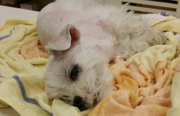 「球球」墜樓後重傷,被鄰居梁小姐發現後緊急送醫,隨後由原飼主接手照顧。資料照( 基隆防疫所/提供,梁小姐/攝)