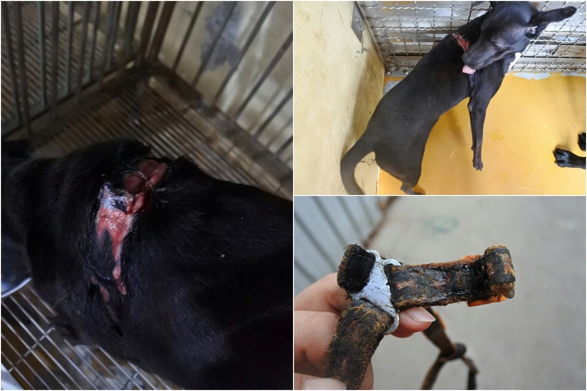 胸背帶過緊、被勒出大面積傷口的小黑狗。　桃園市推廣動物保護協會/提供
