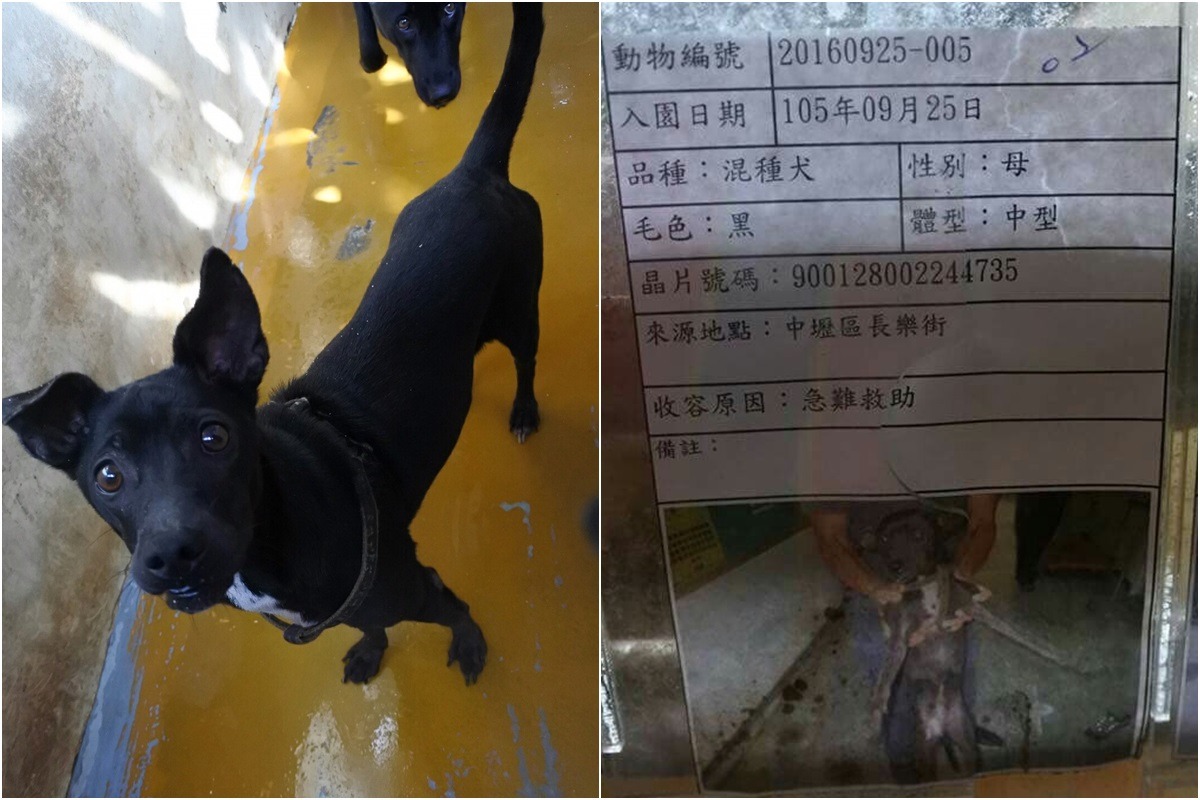 小黑狗入園近3個月，相當親人，卻遲遲未被領養。　桃園市推廣動物保護協會/提供
