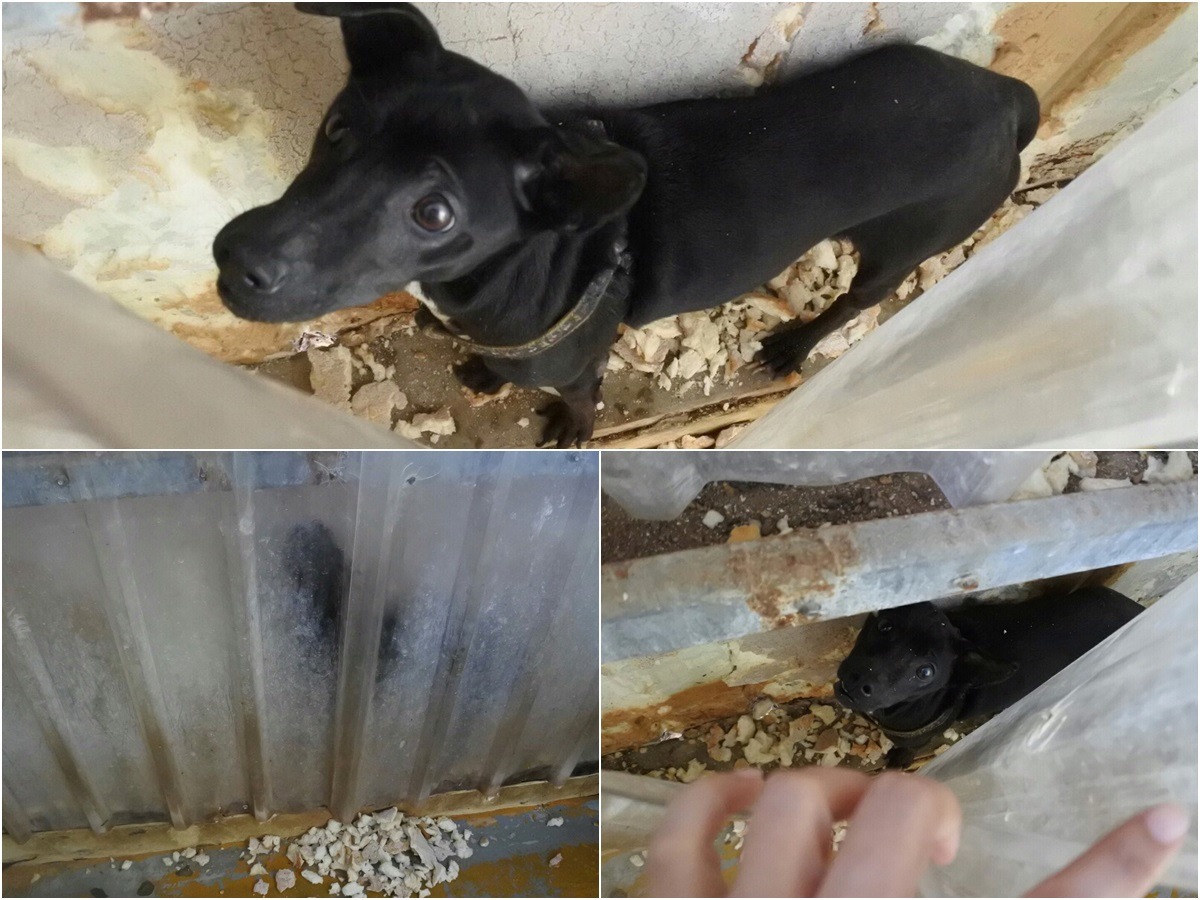 受傷的黑狗卡在犬舍牆壁夾層內。　桃園市推廣動物保護協會/提供