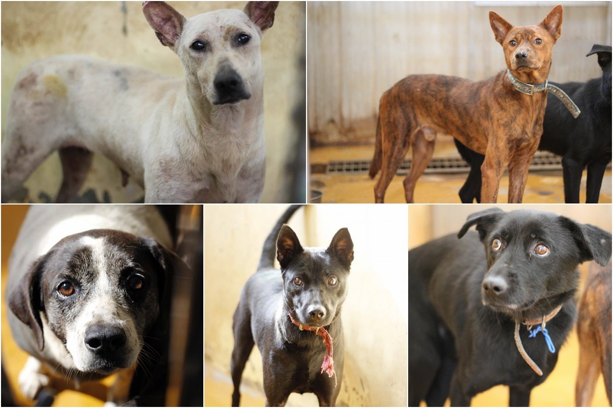 被排入12月23日預計安樂名單的狗兒們。(點選圖片連結送養訊息)　安東尼/提供