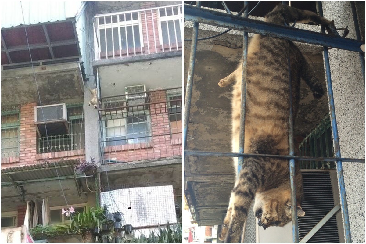 台北市中正區日前發現一隻中捕獸鋏的貓咪受困於民宅窗台。　台北市動保處/提供