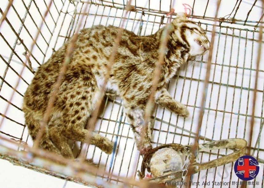 2014年1月，苗栗縣一隻中獸鋏的石虎被送到野生動物急救站急救。獸鋏多設置於隱蔽地區，沒被發現的案例可能更多。　取自野生動物急救站