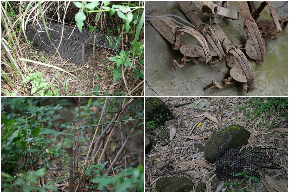 王小明於苗栗縣拍攝石虎照片以來發現過無數捕獸陷阱，現在他上山都會帶著老虎鉗，順手拆除捕獸鋏。　貓徑地圖王小明/授權使用