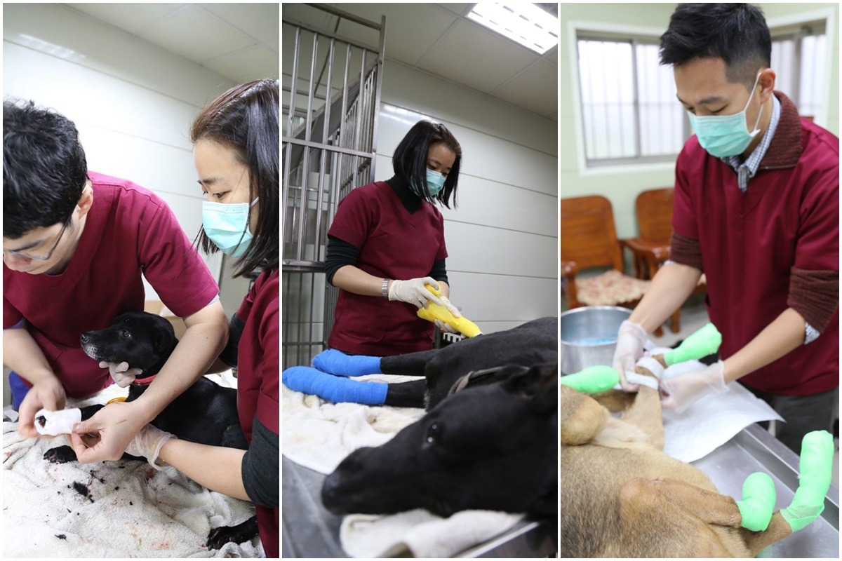 除了少數狗兒口鼻灼傷外，大多犬隻為四肢灼傷，新北市動保處將每2日公布灼傷較嚴重犬隻的醫療狀況。　新北市動保處/提供