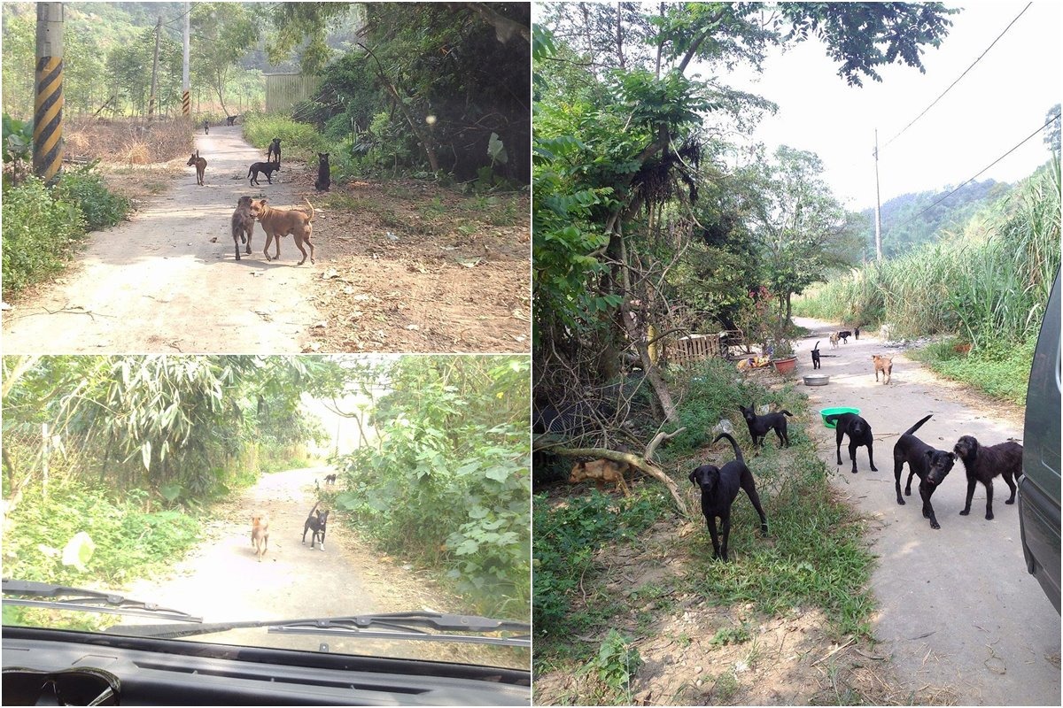 雲林縣動植物防疫所表示，每次稽查時，登山步道上都有蘇進財狗園溢出的犬隻遊蕩。　雲林縣動植物防疫所/提供