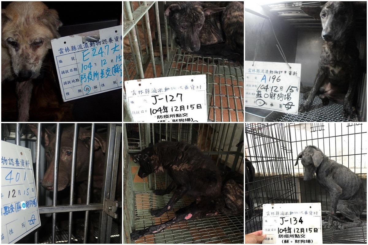 沒入的犬隻已全數公告，雲林縣動植物防疫所表示除了打電話外，也會發公文給原飼主（晶片登記者）。　雲林縣動植物防疫所/提供