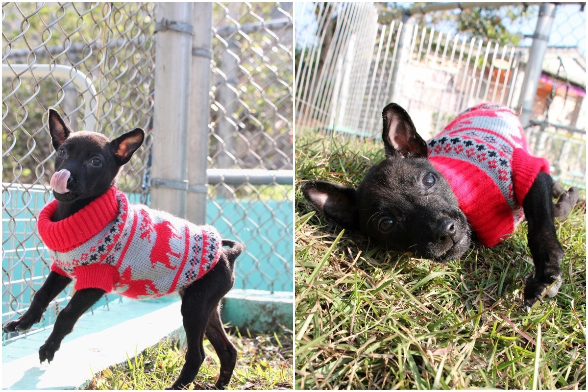 小黑狗是女生，約3個月大，已完成絕育手術。　台中市動保處/提供