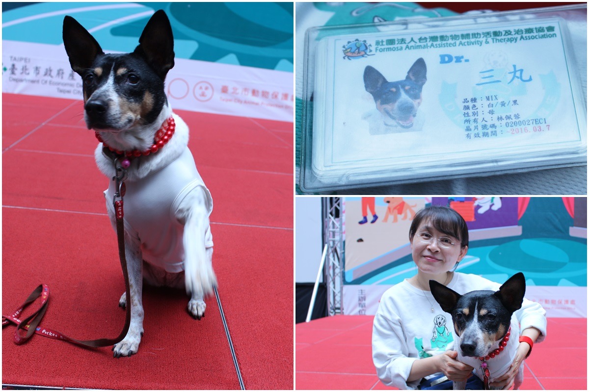 三丸平日是校園犬，一到假日就變身狗醫生！由於只能假日上班，三丸主要的服務對象為老人。　李娉婷/攝