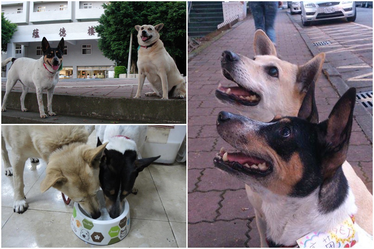 三丸與長庚大學的另一隻校園流浪犬「鳳眼」姊姊。　取自鳳眼臉書專頁