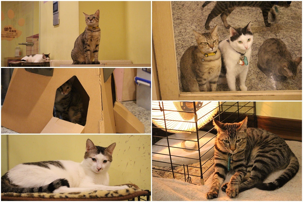 在野喵中途咖啡中途的貓咪們，除了右上帶有項圈的白貓KUSI是店長不送養外，其他貓咪都還在等待有緣人。　李娉婷/攝