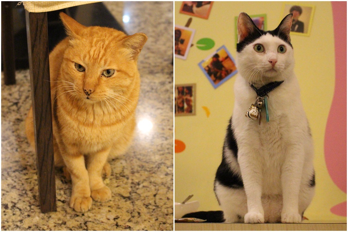 沒禮貌（左）與Kusi（右），從外表是不是就能稍微看出牠們的個性呢？　李娉婷/攝