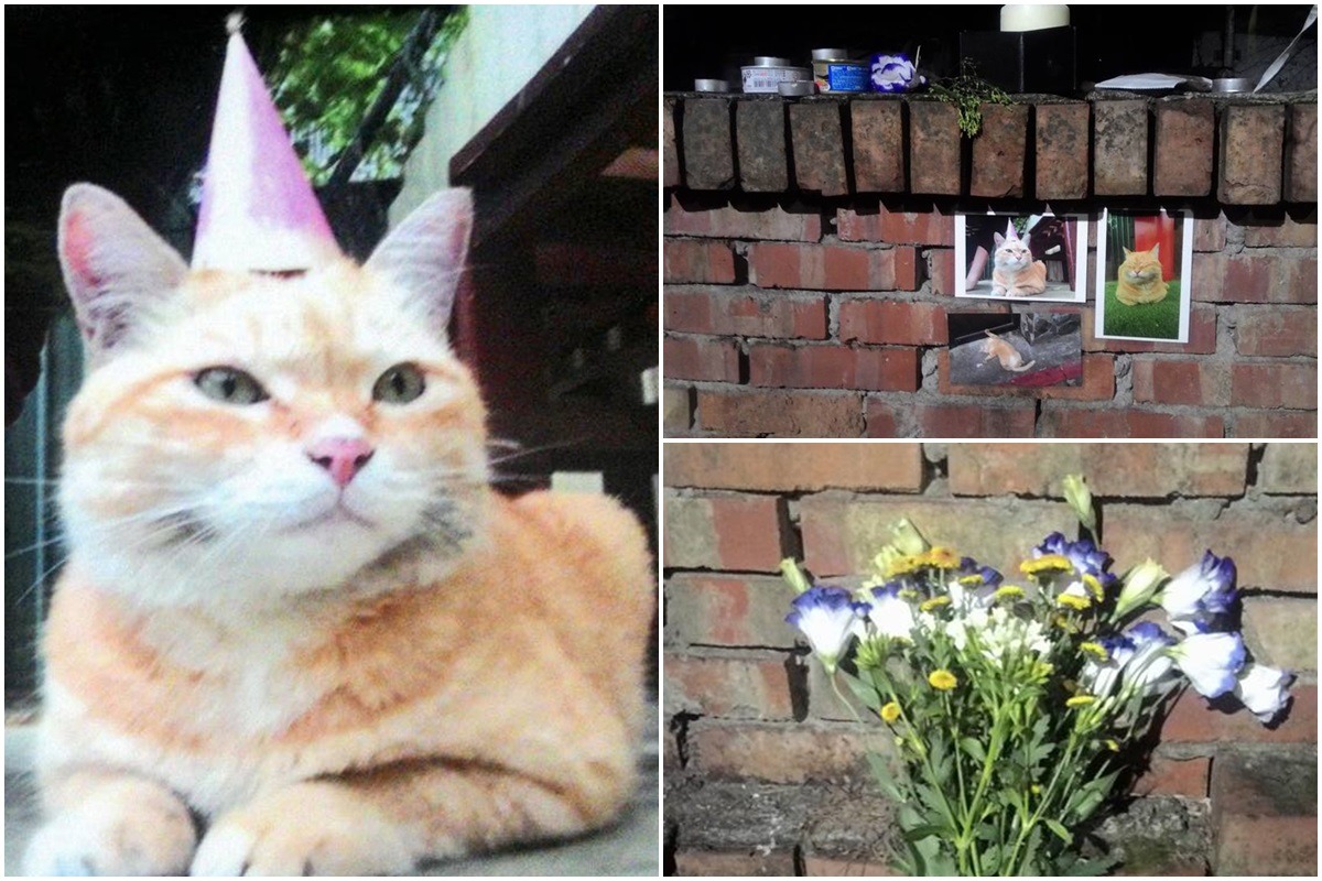 民眾在大橘子出沒的圍牆邊放上鮮花與罐頭紀念。　黎安娜/提供