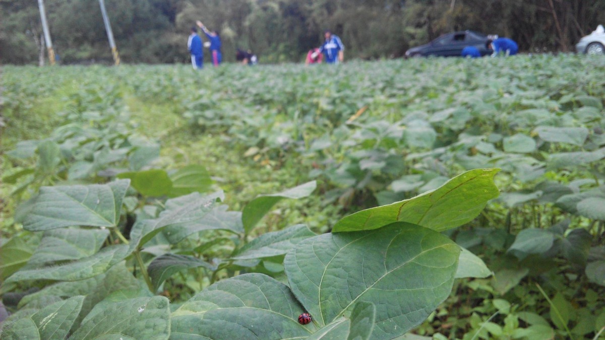 瑪拉巴六農場的友善猛禽紅豆田，使用自然農法耕作。　取自Malapaliw瑪拉巴六合作農場臉書