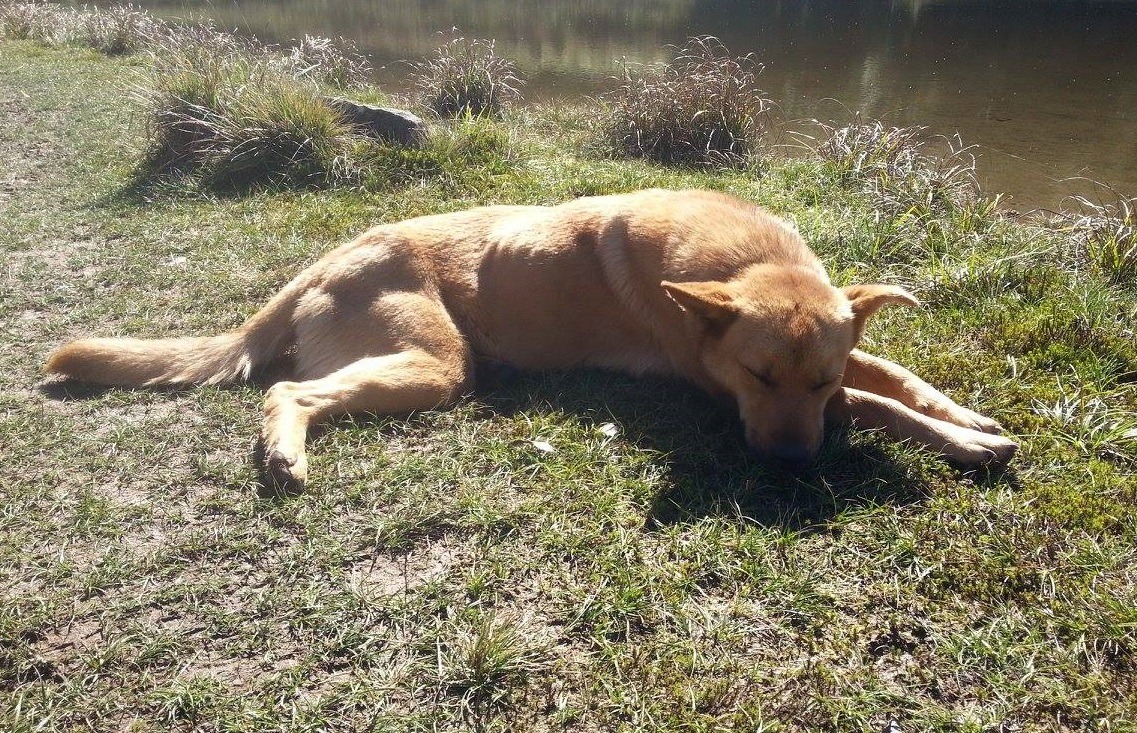 隨著河濱公園化，河濱浪犬與人接觸的頻度增加，有些能夠與人和平共處、有些仍對人非常警戒。（示意圖） 李娉婷/攝