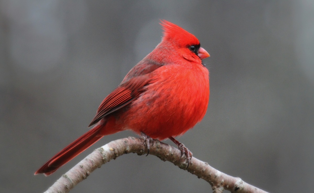 鳥類的羽毛，烏龜的龜殼等都是演化過程中「擴展適應」的例子，原本演化出來實現特定功能的特徵，隨後又出現另一種用途。　flickr_drphotomoto