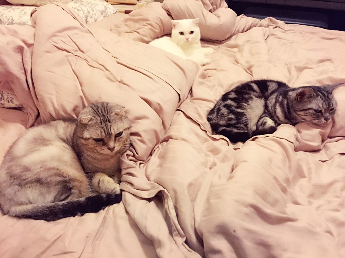 朱學恒常常遭遇「貓壓床」，只有黑貓Kuma喜歡自己睡，不會來擠床。　取自朱學恒的阿宅萬事通事務所