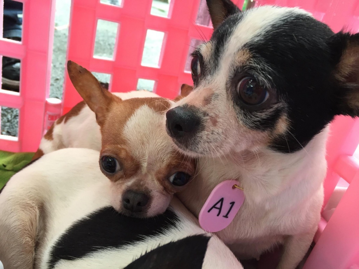  來自北投非法繁殖場的這些成犬，預估都在1、2歲以上，但實際年齡還需要請領養人帶狗兒去給獸醫鑑定。　取自Taiwan SPCA 台灣防止虐待動物協會