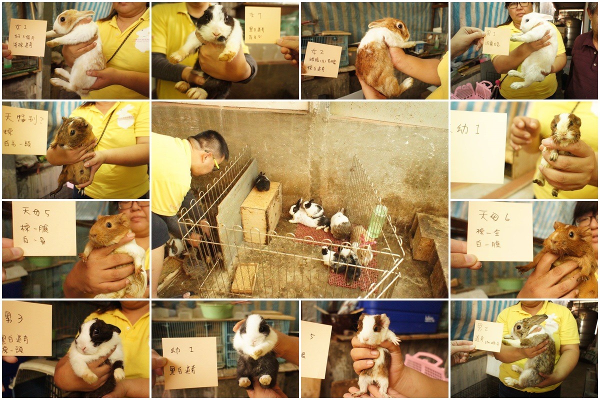 由於數量龐大，多隻動物目前直接開放民眾領養。　取自愛兔協會臉書