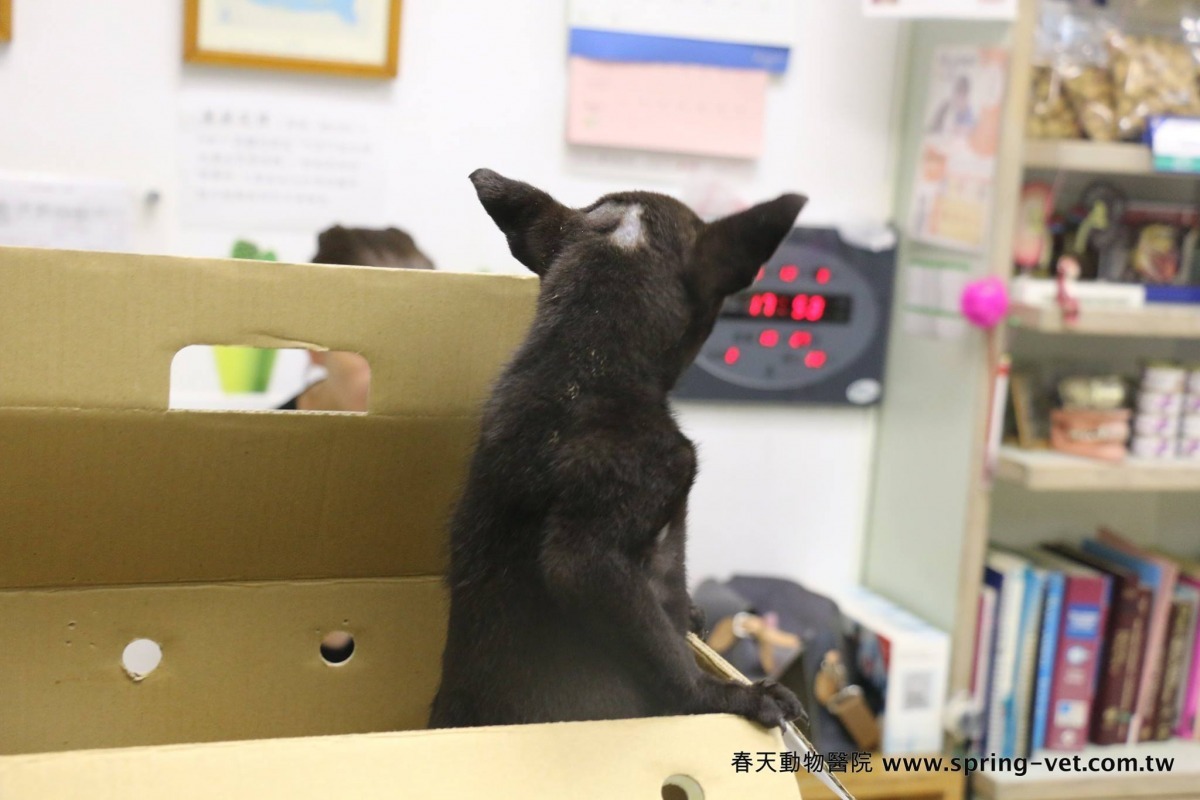 小黑狗頭頂原有一塊光禿禿的部分，如今已經開始長毛。　台灣動物新聞網資料照(林棠棣/攝)