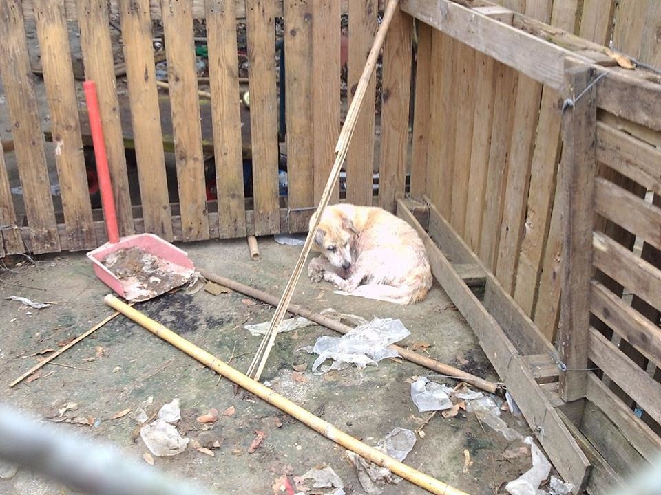 蘇進財狗園中的許多狗狀況不佳，並有毛囊蟲、梨形鞭毛蟲寄生等狀況。　雲林縣動植物防疫所/提供