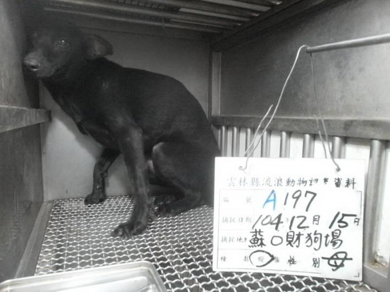 蘇進財狗園的40隻有主犬隻（登記於蘇進財名下的除外）已全數在25日中午前被領出。 　雲林縣動植物防疫所/提供