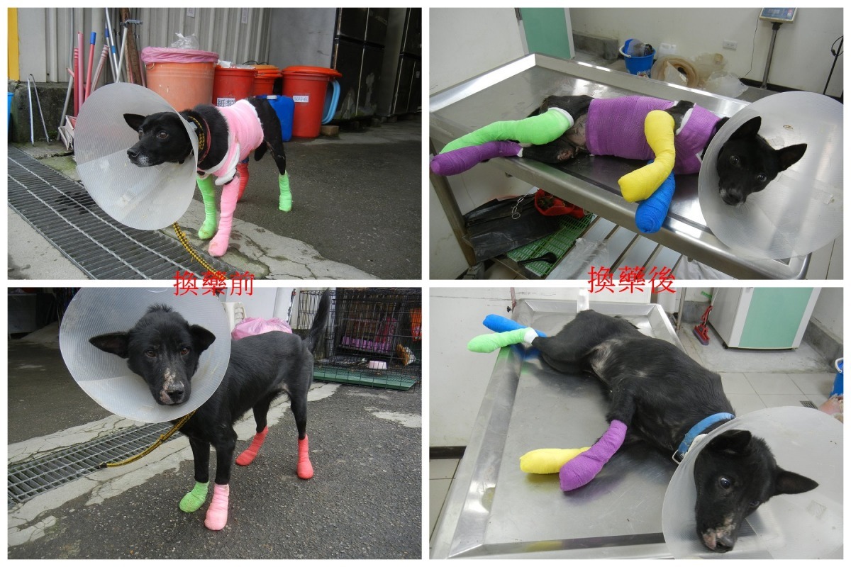 新北市動保處官方僅對外公告幾隻狀況嚴重犬隻的醫療情形。 取自中和動物之家黃醫師外科醫療紀錄