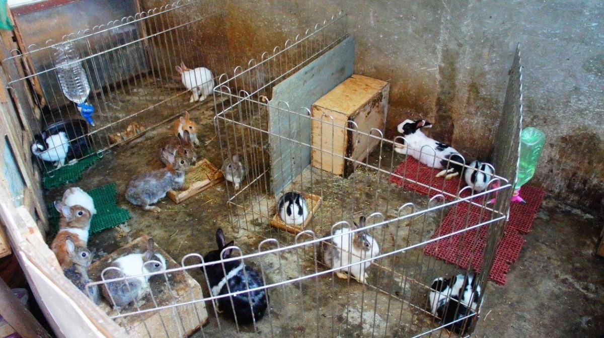 老夫妻未將公母分籠飼養。　取自愛兔協會臉書