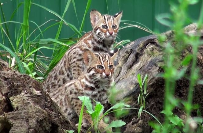 集利與集寶分別在特生中心生活８、９個月後野放。　影片截圖