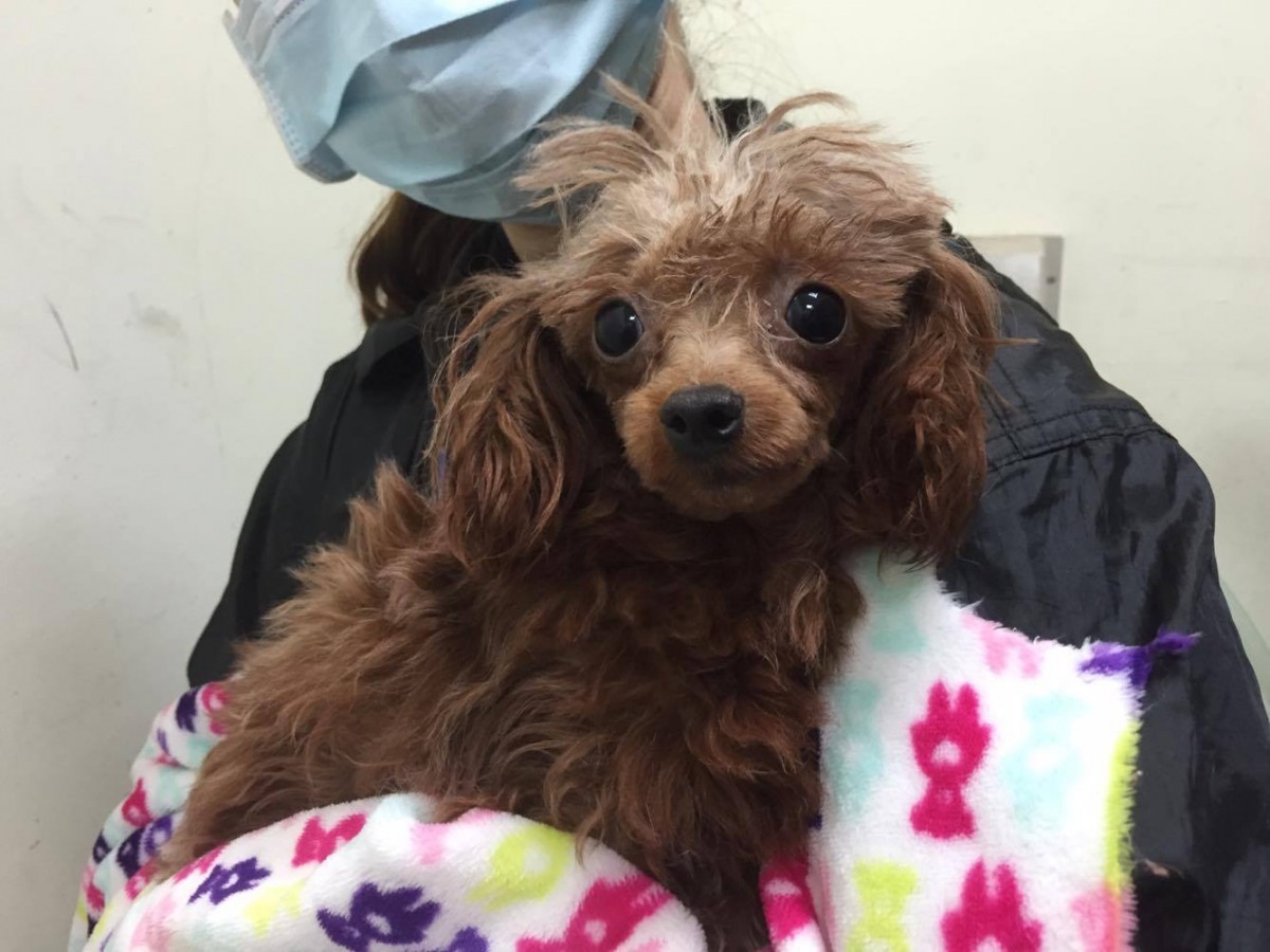 這週末要送出的43隻狗狗中，貴賓數量居多。　TSPCA/提供